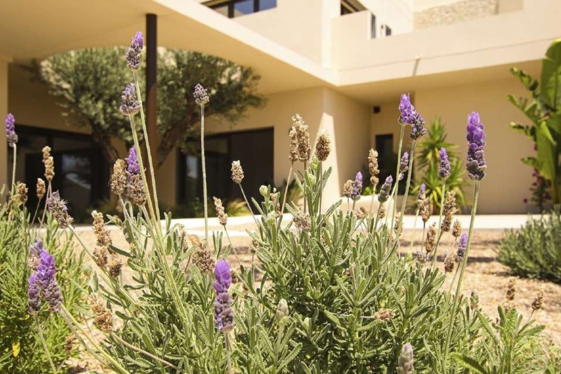 Obra nueva - Villa -
La Marina