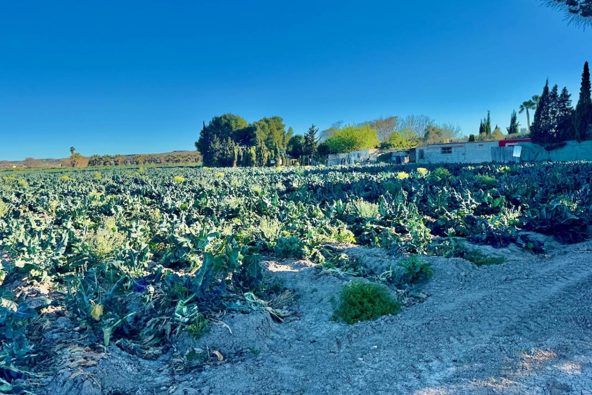 Tweedehands - Country House -
Guardamar del Segura