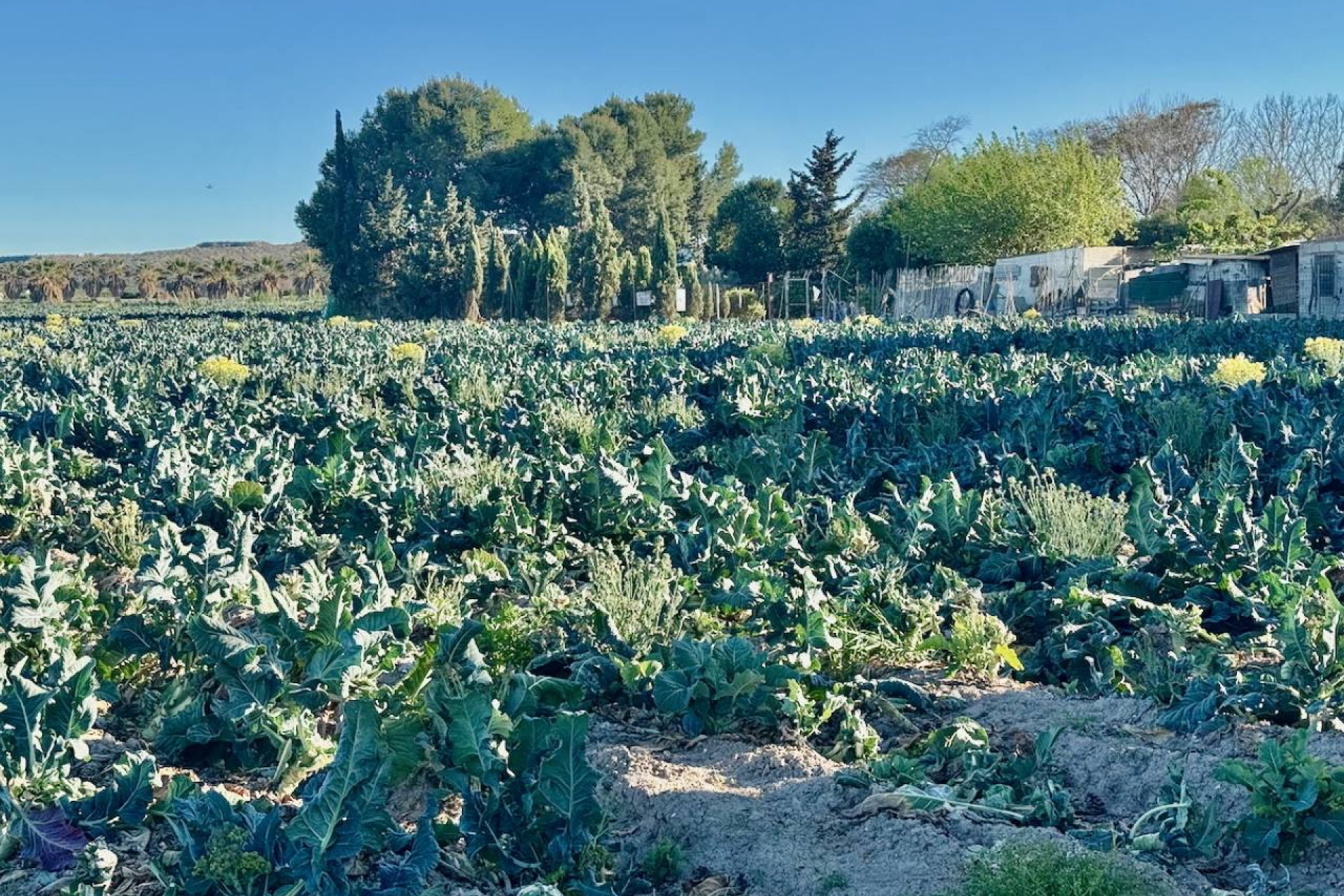 Tweedehands - Country House -
Guardamar del Segura