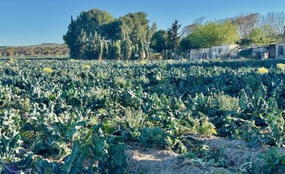Tweedehands - Country House -
Guardamar del Segura
